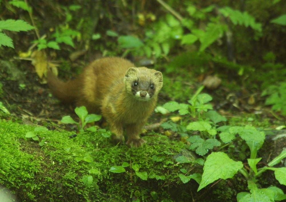 ホテル 休暇村支笏湖 千歳市 エクステリア 写真